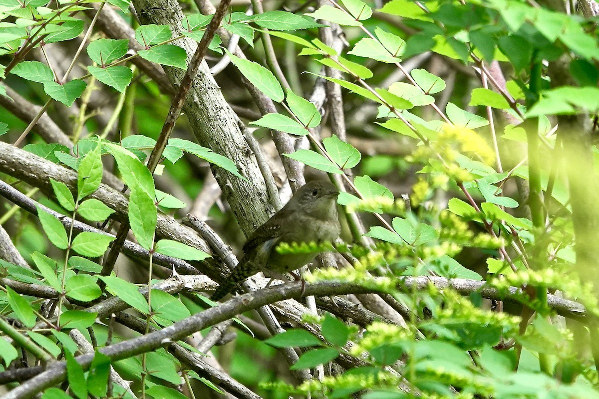 House Wren - ML262436461