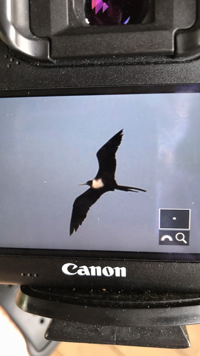 Magnificent Frigatebird - ML262436541