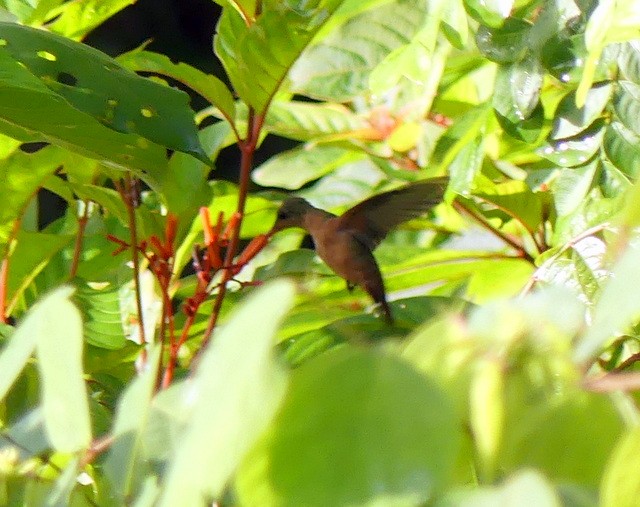 Cinnamon Hummingbird - ML262437361