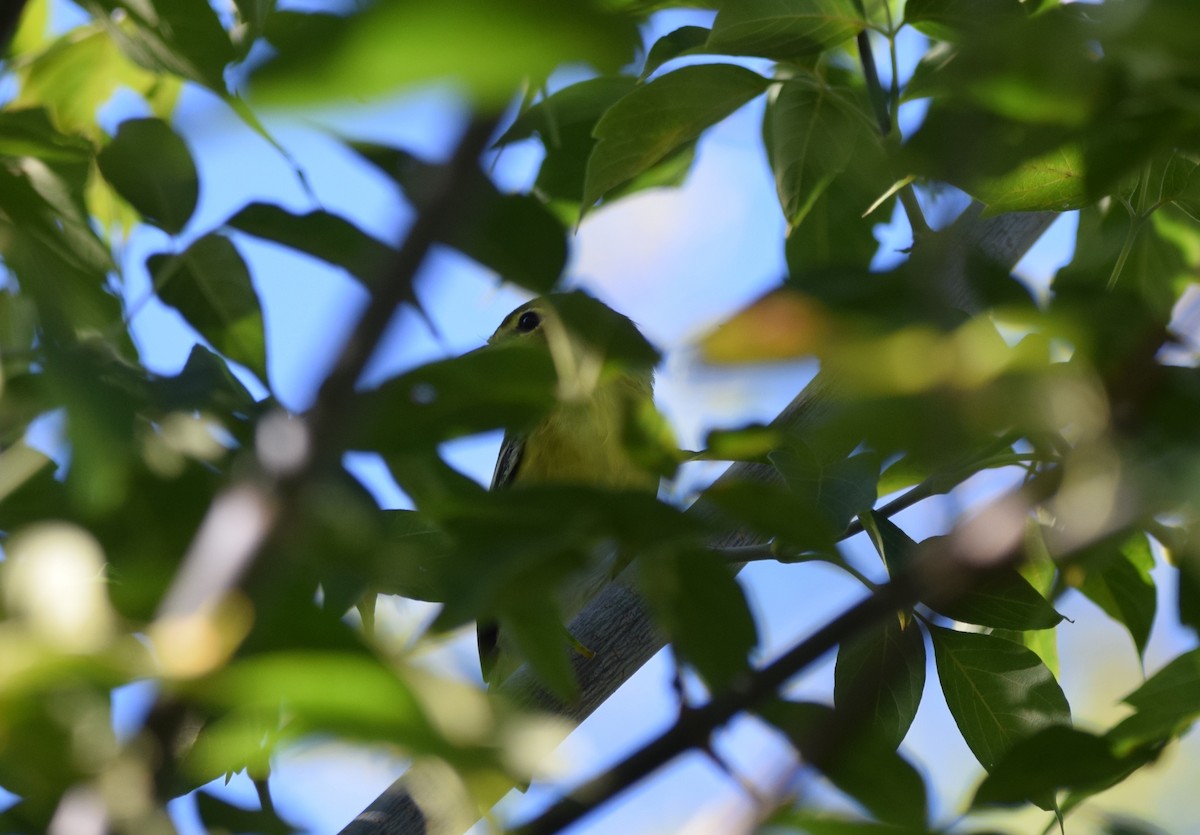 Yellow-throated Vireo - ML262437561