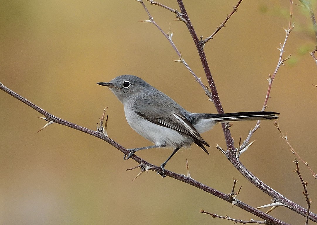 Blue-gray Gnatcatcher - ML262438701