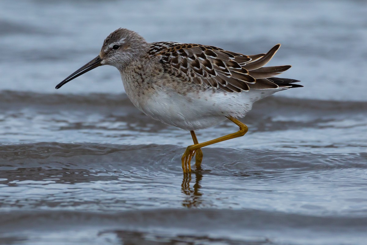 Bindenstrandläufer - ML262439971