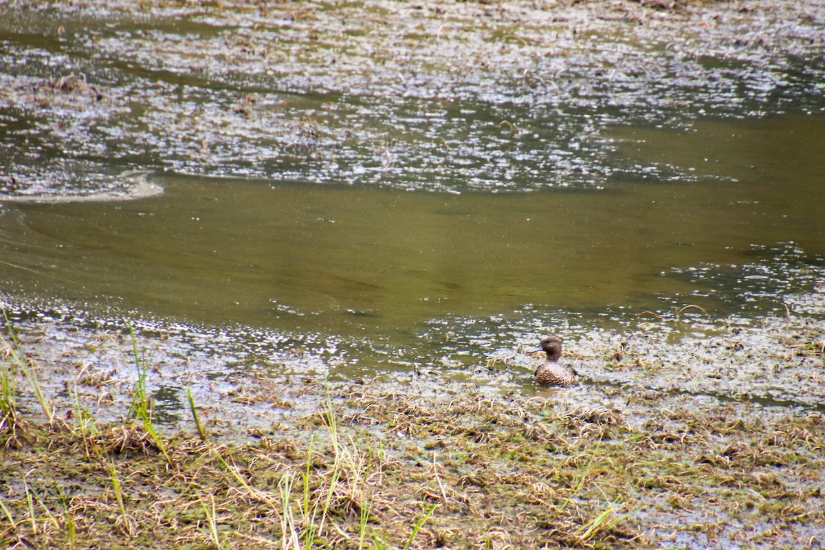 Andean Teal - ML262442631