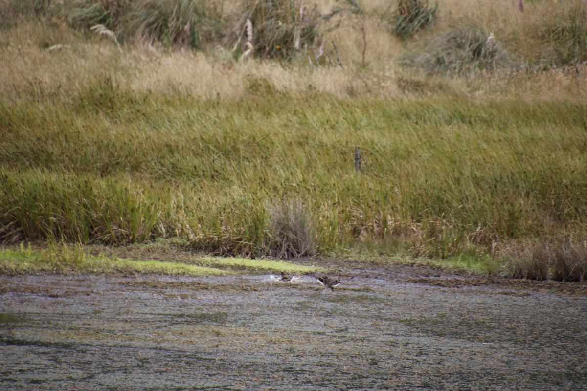 Yellow-billed Pintail - ML262442761