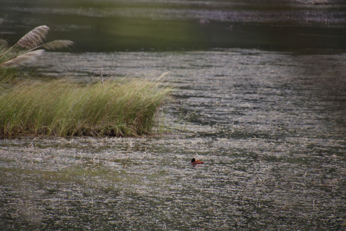 Andean Duck - ML262443051