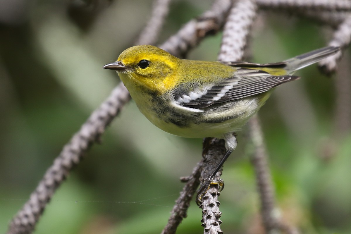 Black-throated Green Warbler - ML262445711