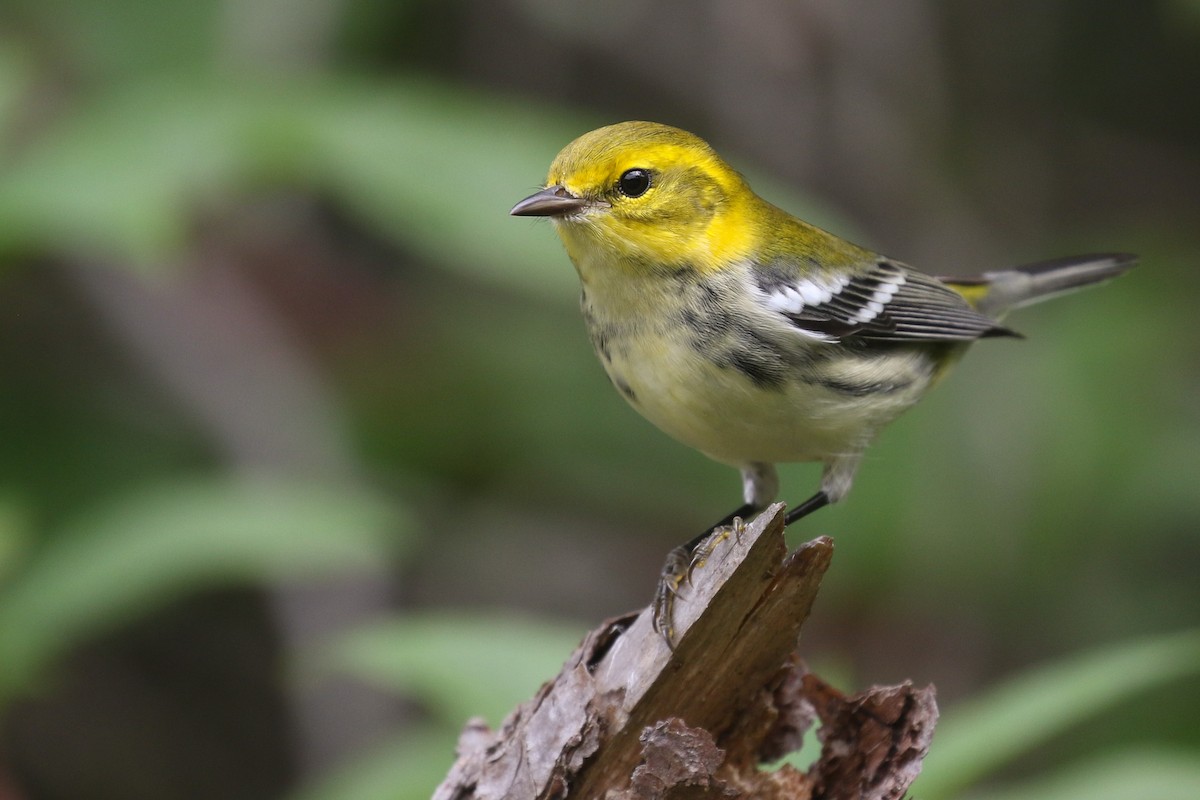 Black-throated Green Warbler - ML262445721