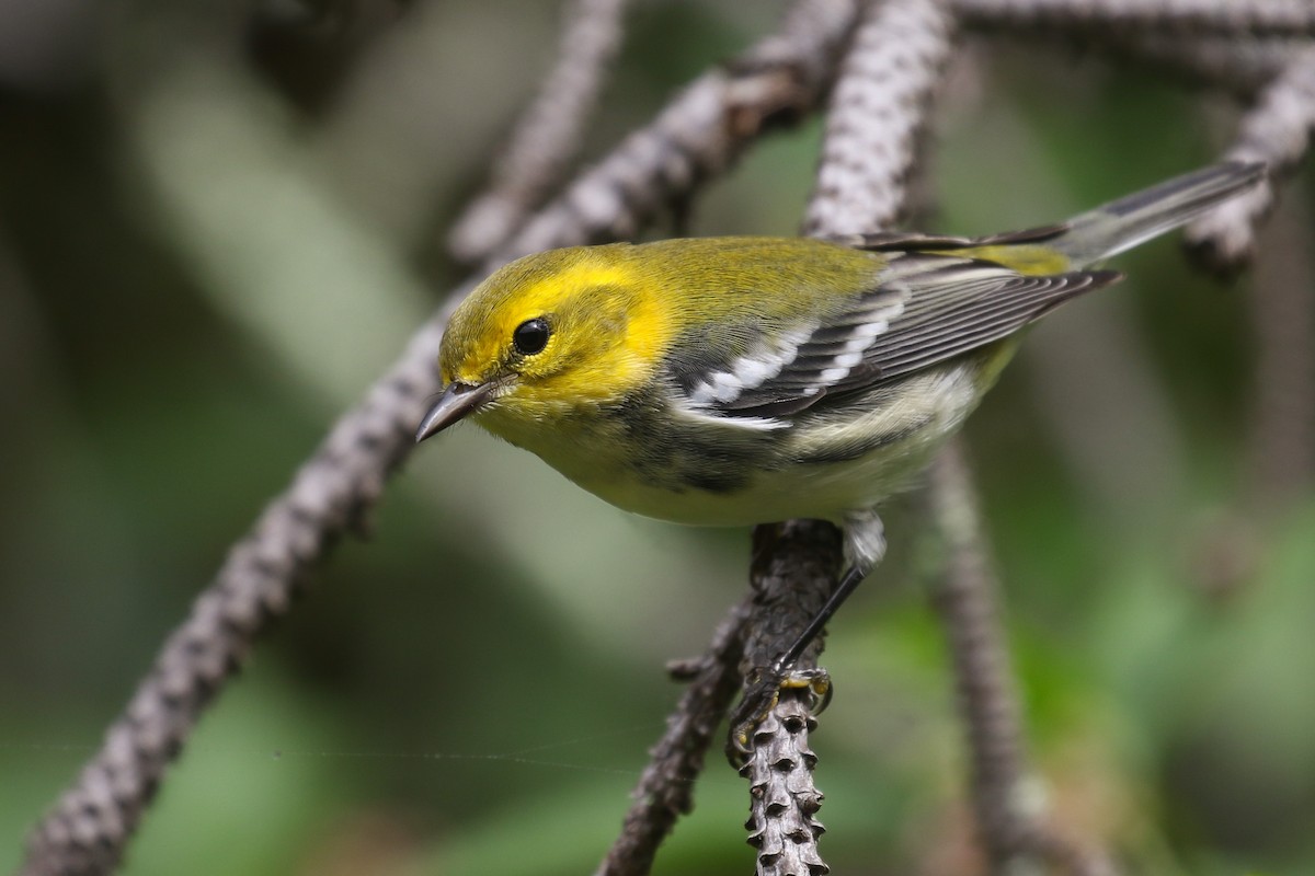 Black-throated Green Warbler - ML262445731