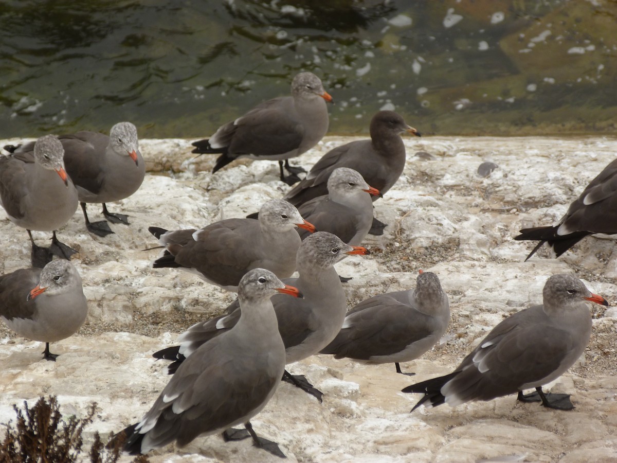 Heermann's Gull - ML262446051