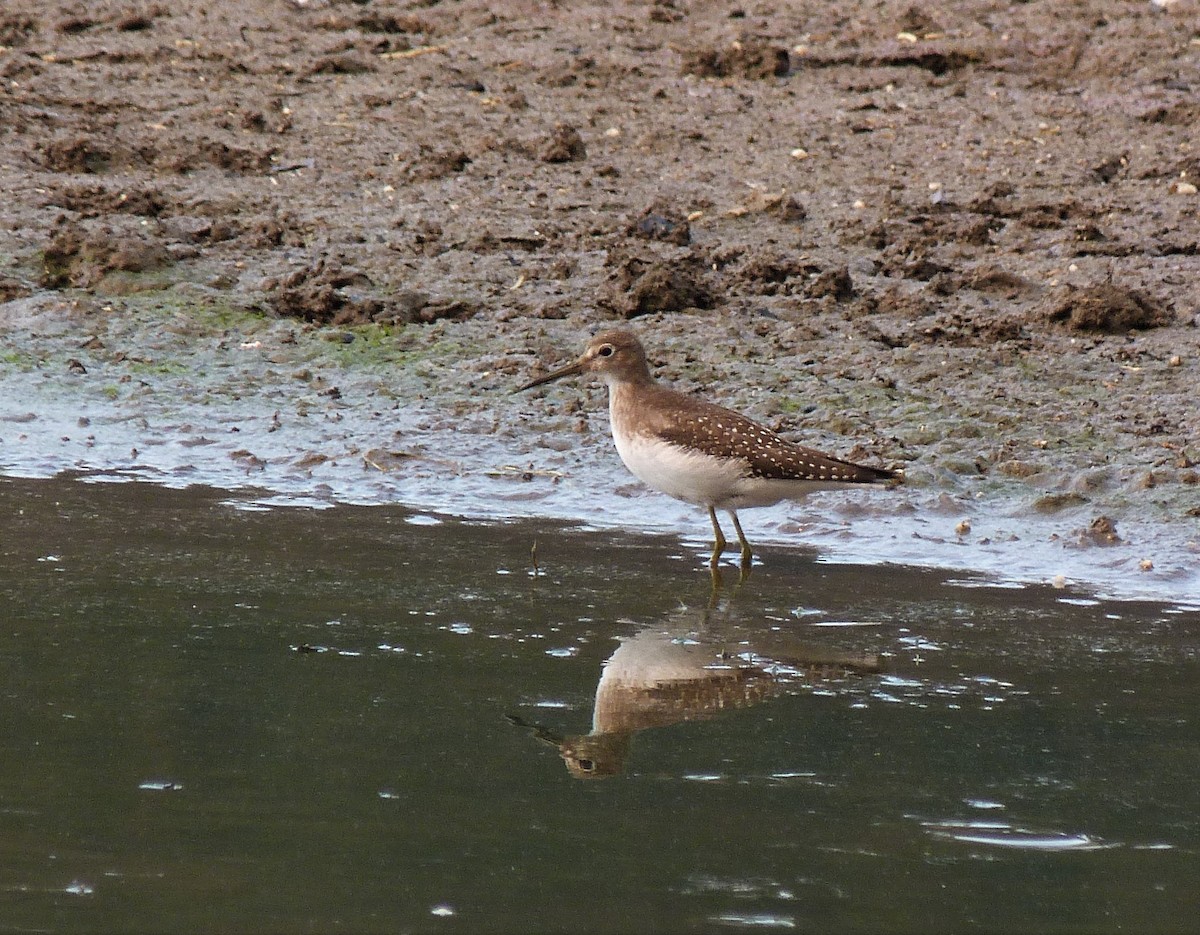 Solitary Sandpiper - ML262447211