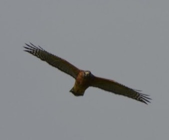 Red-shouldered Hawk - ML262447221
