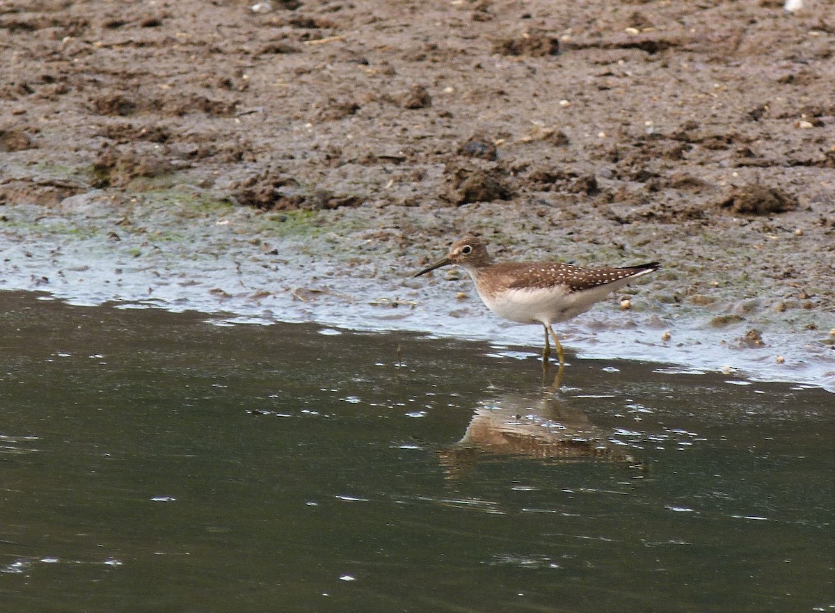 Solitary Sandpiper - ML262447241