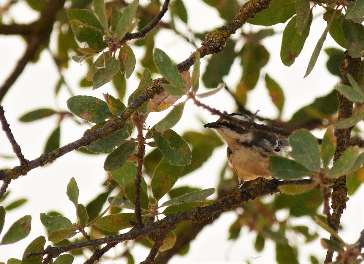 Black-throated Gray Warbler - ML262447271