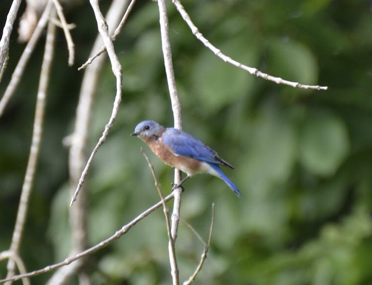 Eastern Bluebird - ML262447361