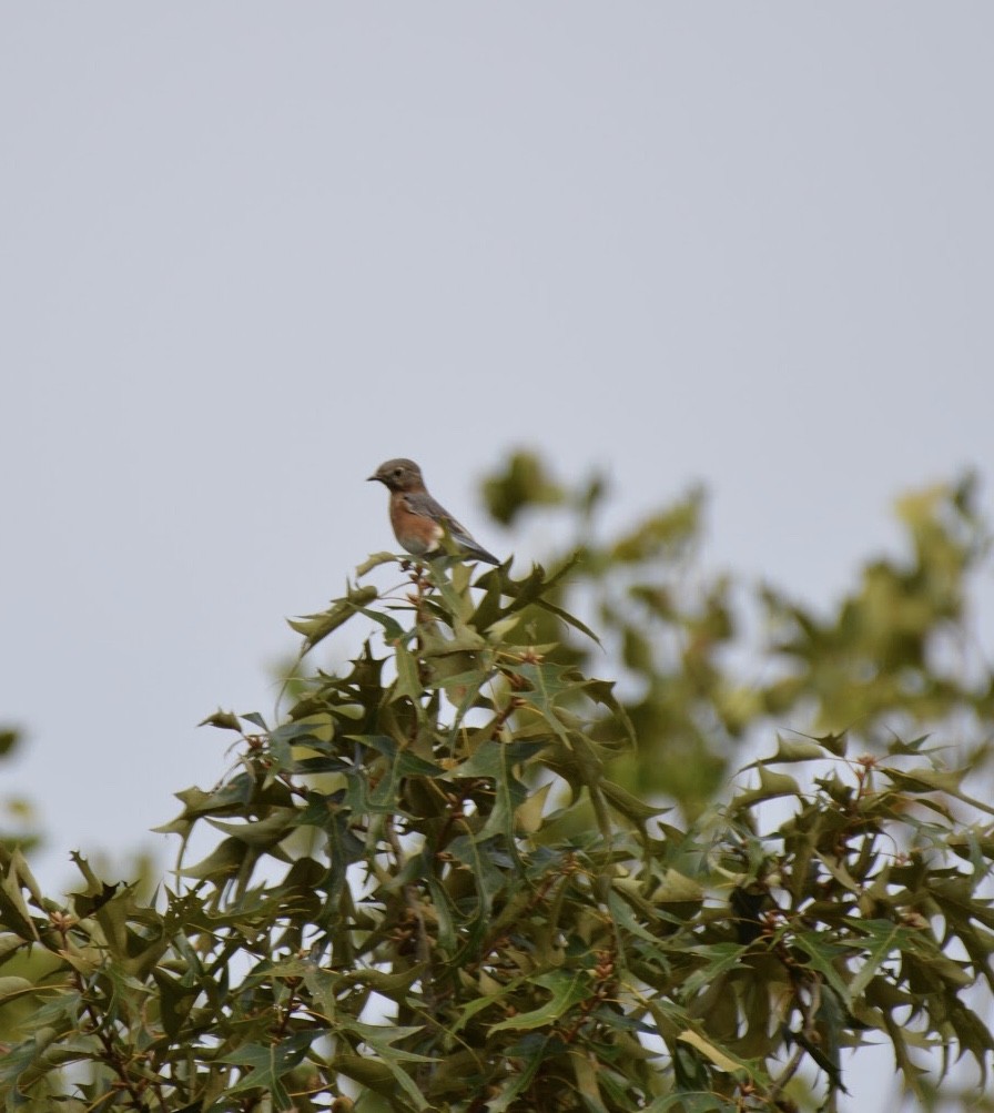 Eastern Bluebird - ML262447371