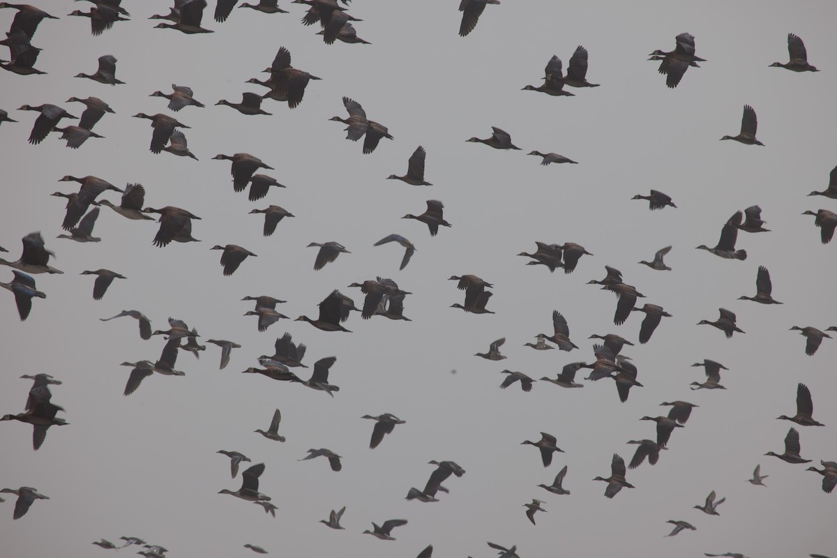 White-faced Whistling-Duck - Simon Colenutt