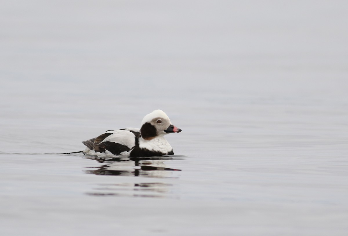 Long-tailed Duck - ML26244901