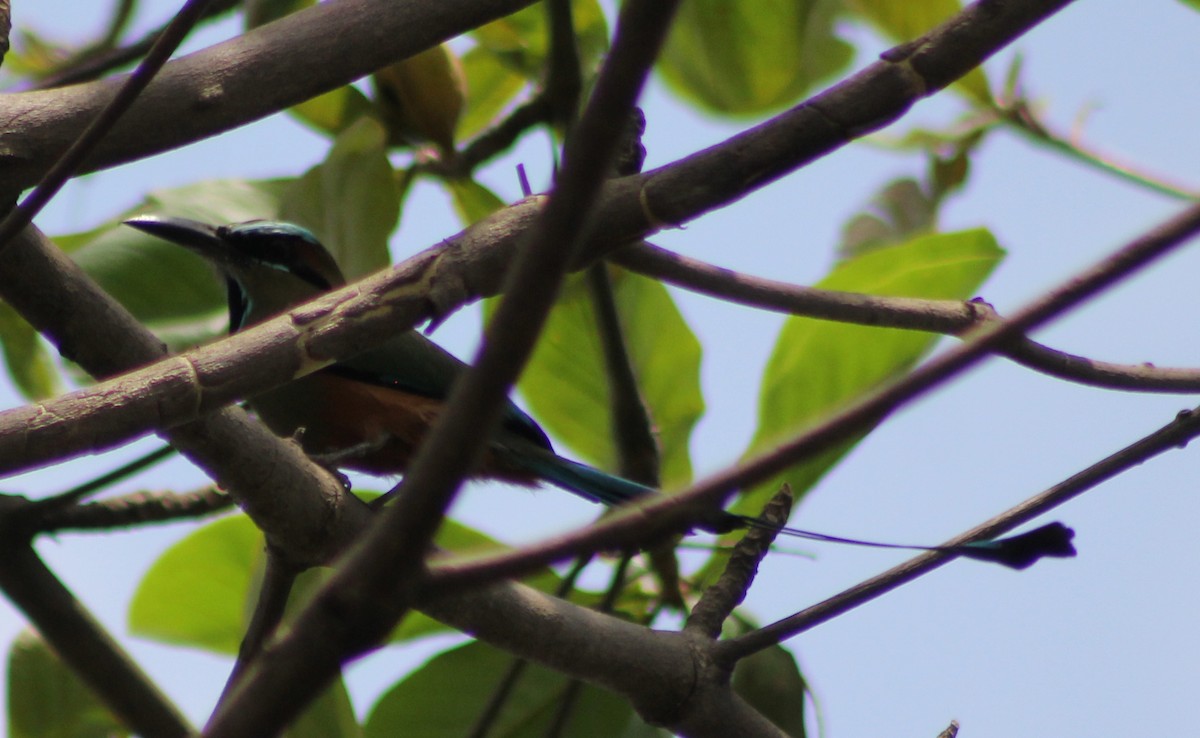 Turquoise-browed Motmot - Mario Trejo