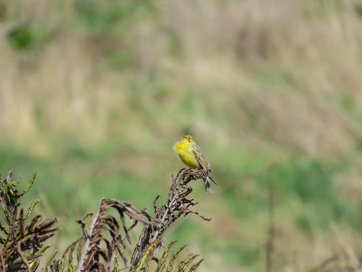 Grassland Yellow-Finch - ML262450381