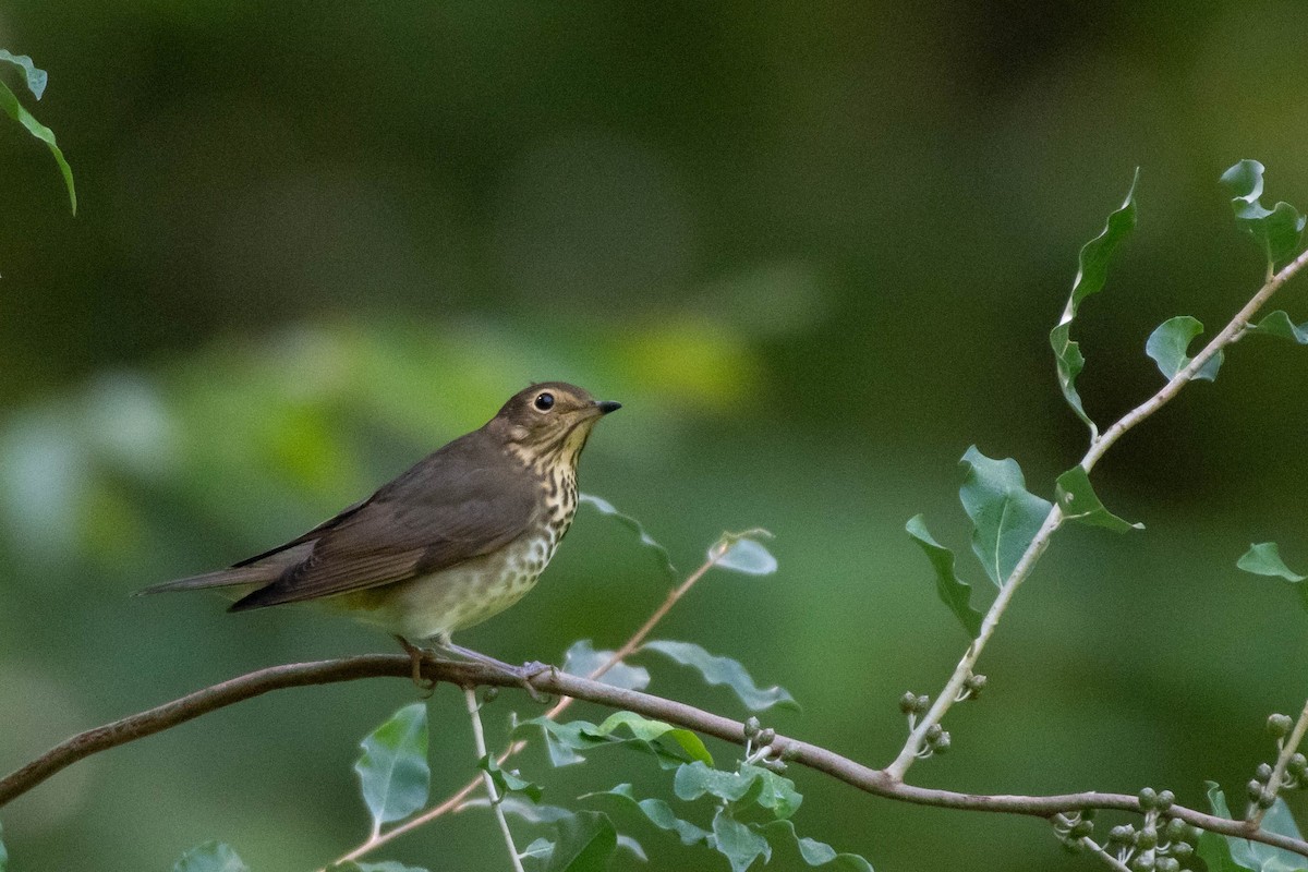 Swainson's Thrush - Christy Hibsch