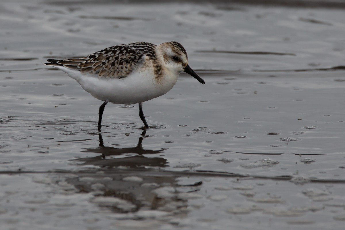 Bécasseau sanderling - ML262451301