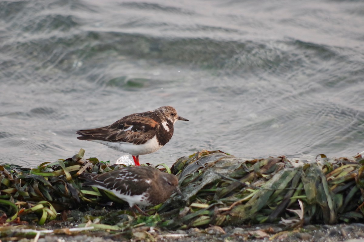 Ruddy Turnstone - Alex Patia