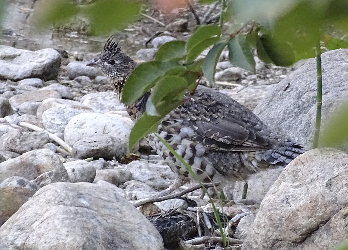 Ruffed Grouse - Nancy Overholtz