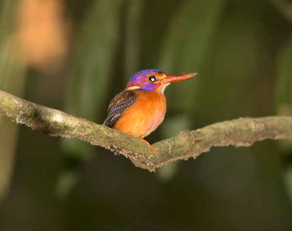 Sulawesi Dwarf-Kingfisher - Sam Woods