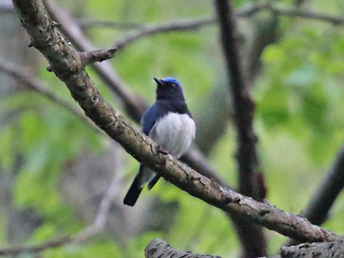 Blue-and-white Flycatcher - ML262456651