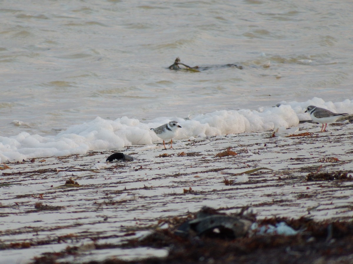 Piping Plover - Randolph "Casper" Burrows