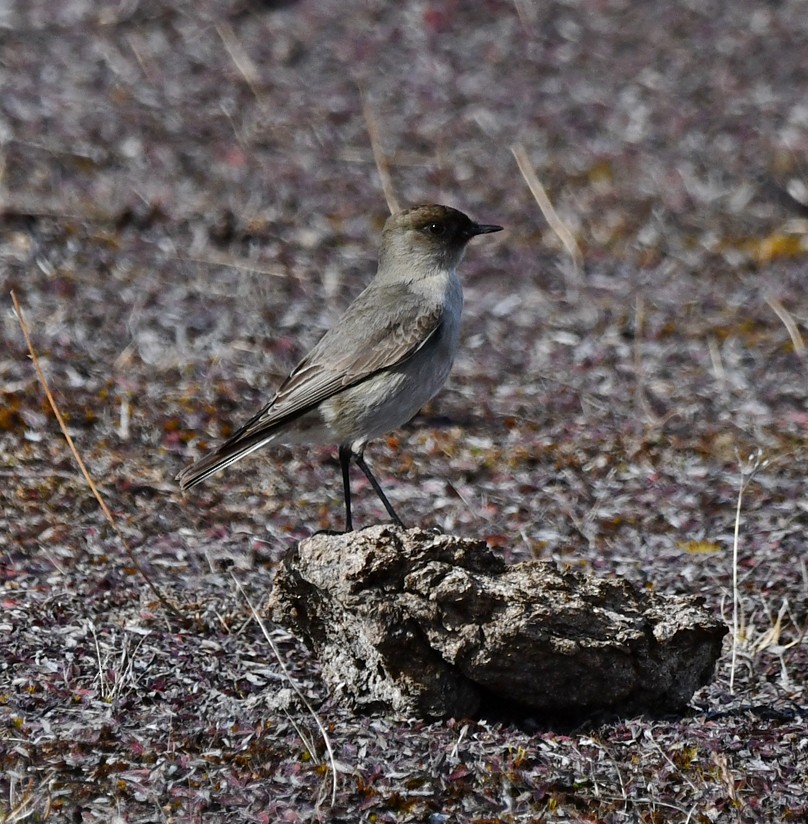 Dark-faced Ground-Tyrant - ML262459451