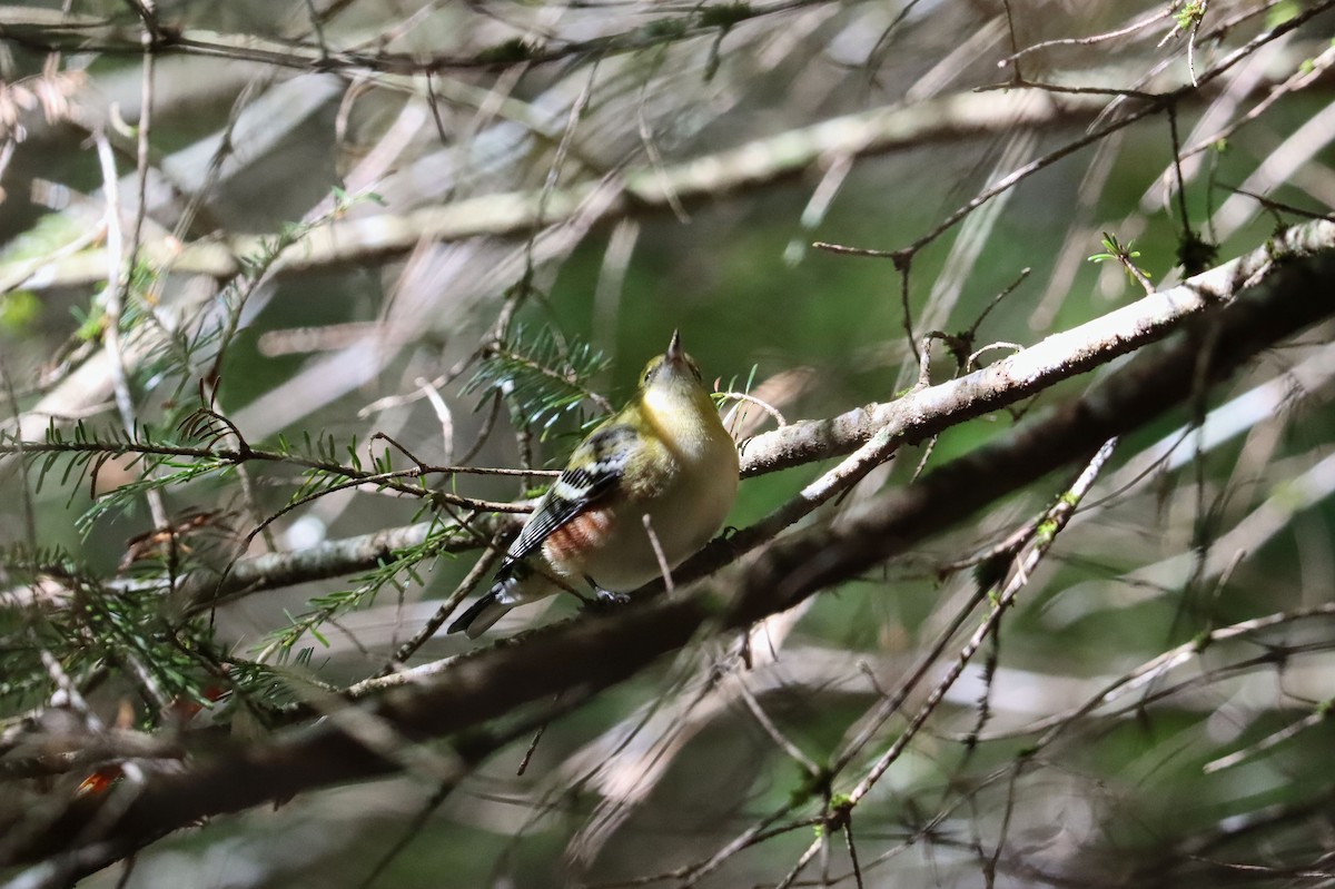 Bay-breasted Warbler - Sarah Webb