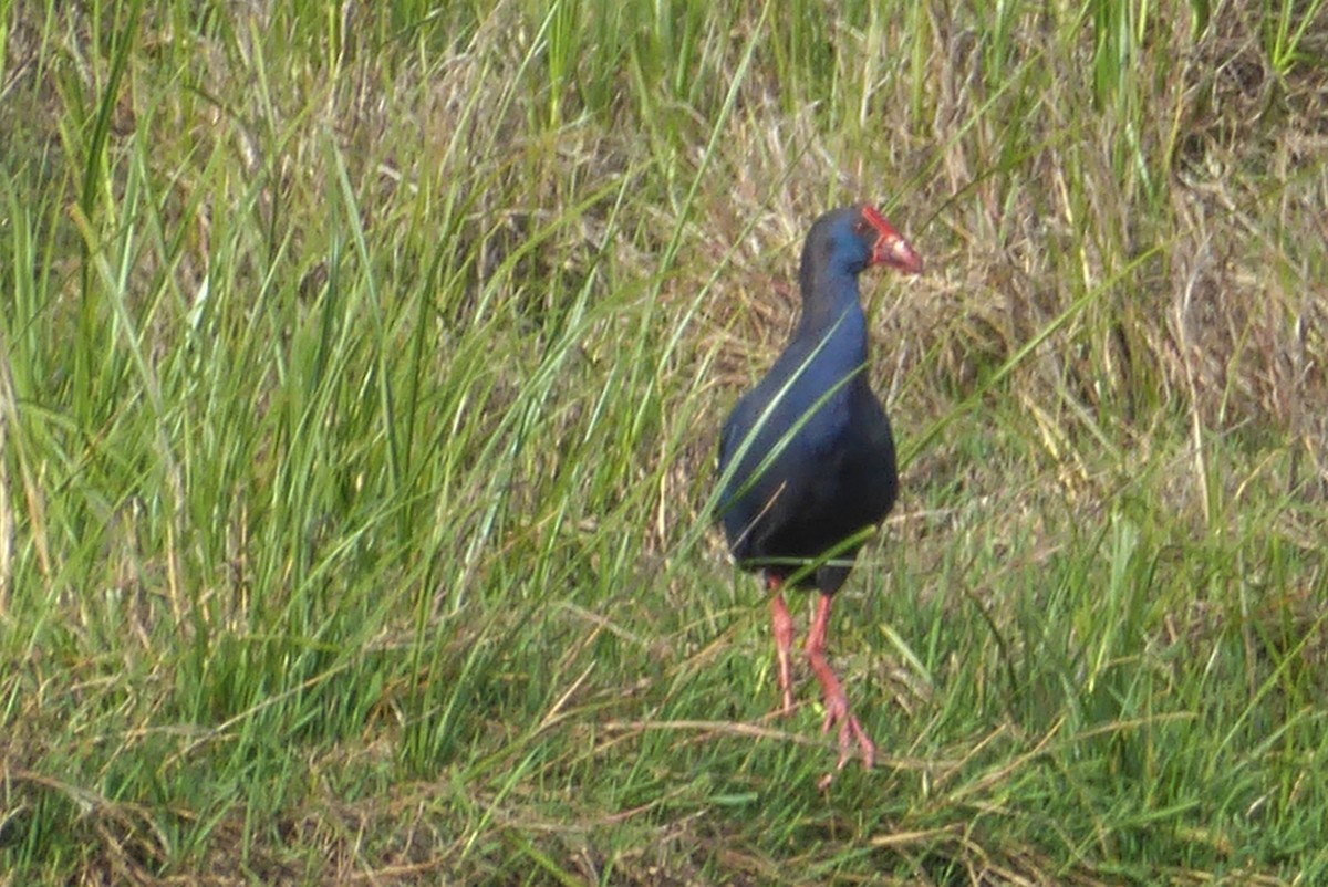 Western Swamphen - Morten Winther Dahl