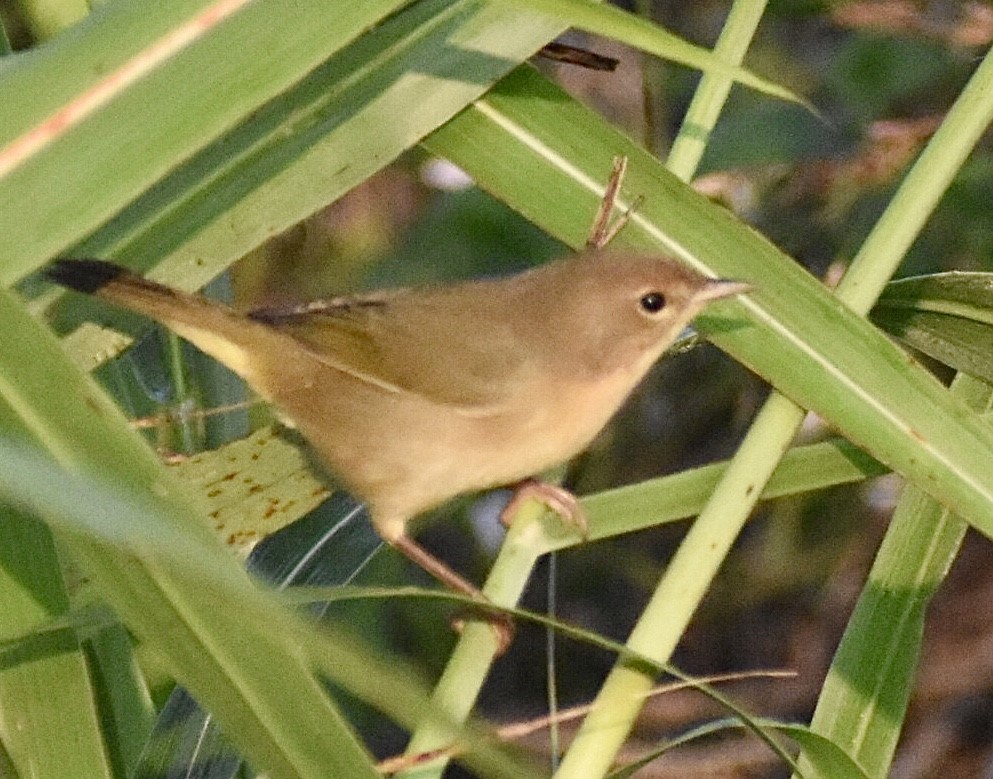 Common Yellowthroat - ML262461591