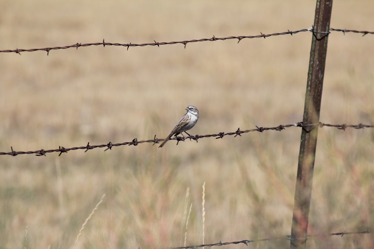 Sagebrush Sparrow - ML262463571