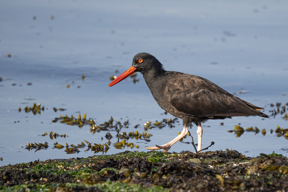 Black Oystercatcher - ML262464641