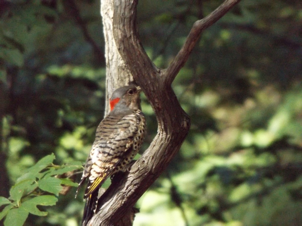 Northern Flicker - ML262465511