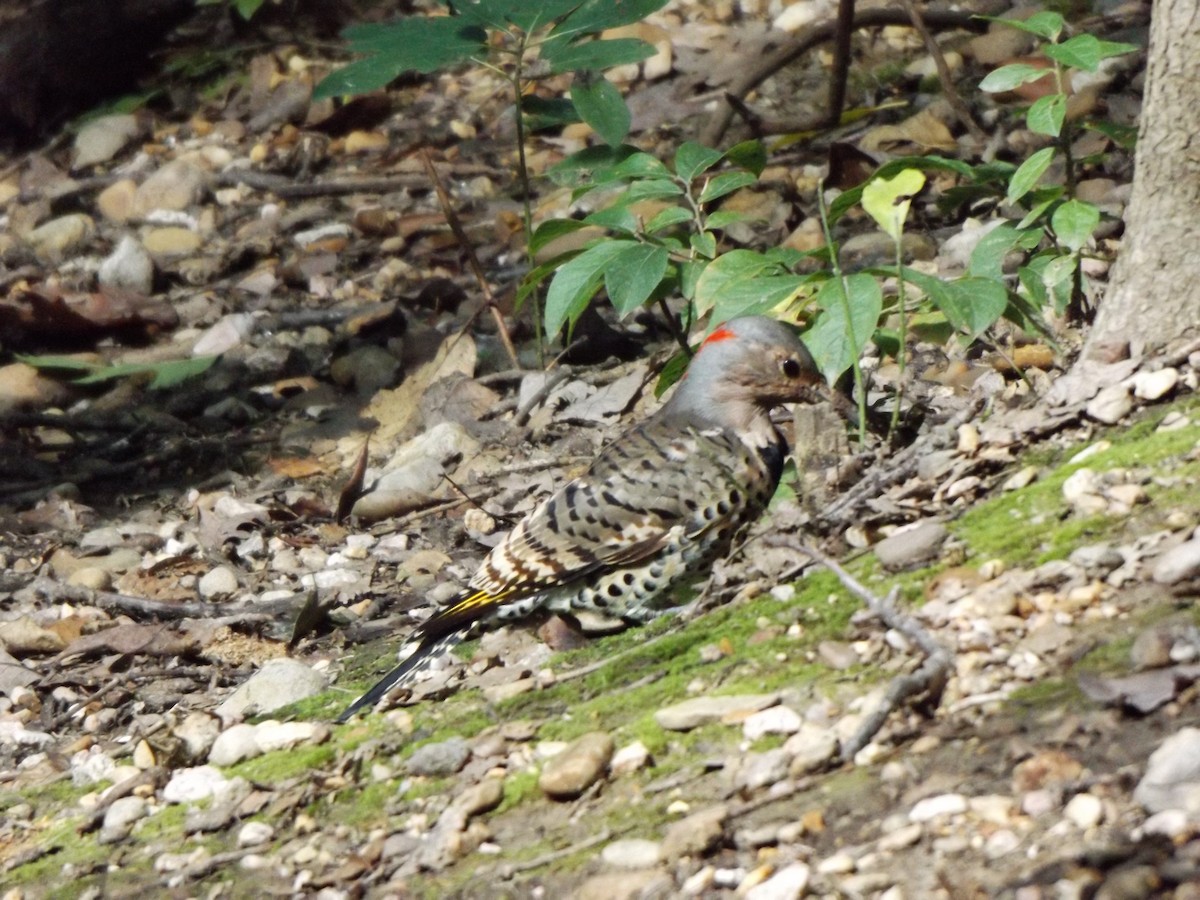 Northern Flicker - ML262465551