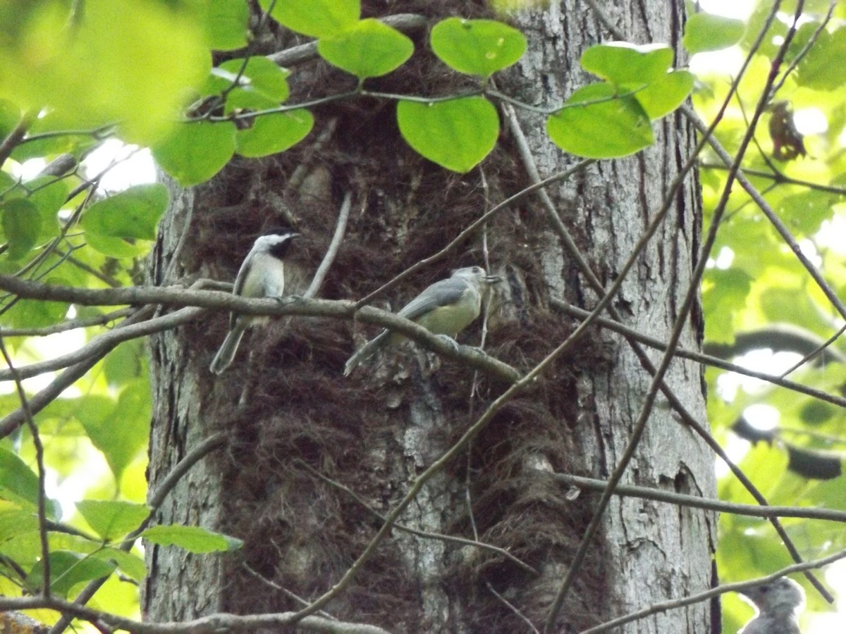 Tufted Titmouse - ML262465731