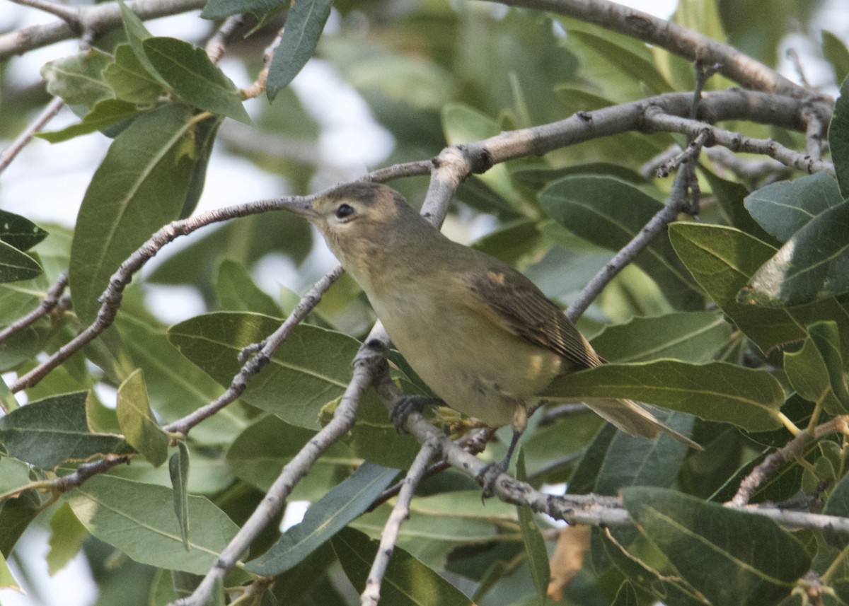 Warbling Vireo - ML262465831