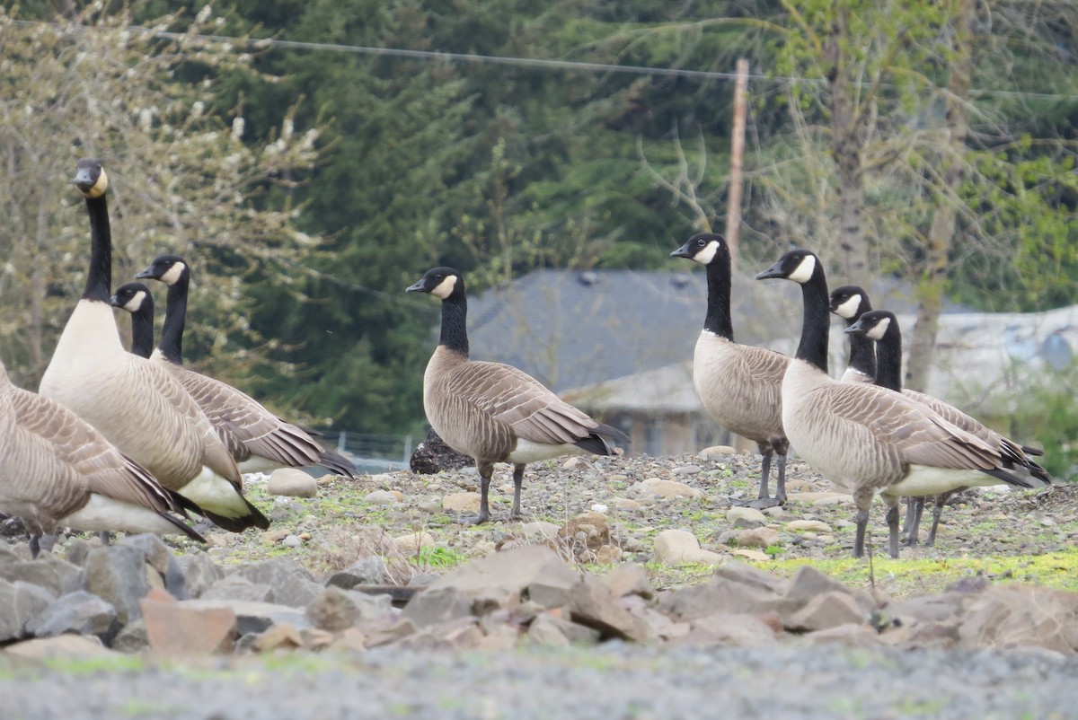 Cackling Goose (Taverner's) - ML26246841