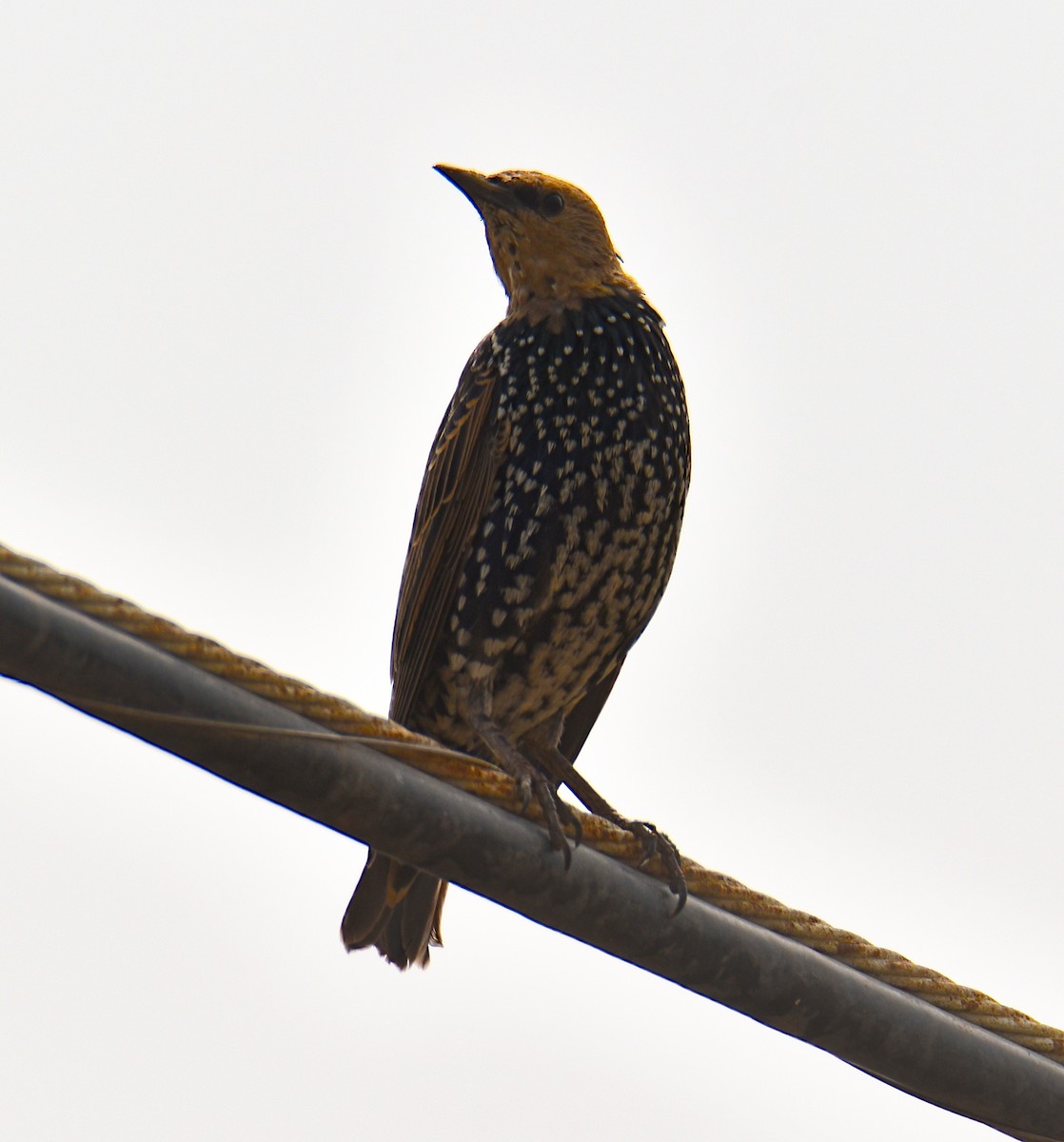 European Starling - ML262469161