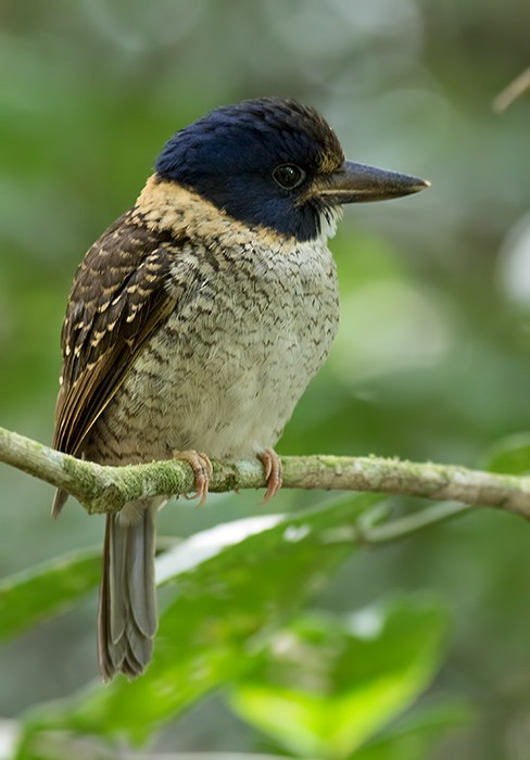 Scaly-breasted Kingfisher - ML26247001