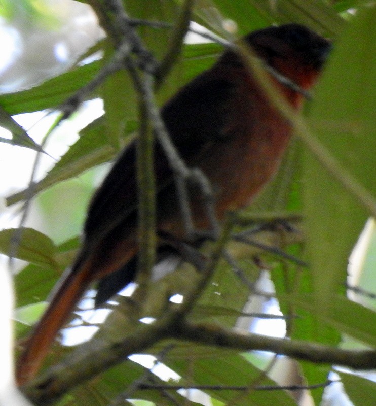 Ruddy Foliage-gleaner - ML262471081