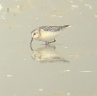 Sanderling - ML262472061