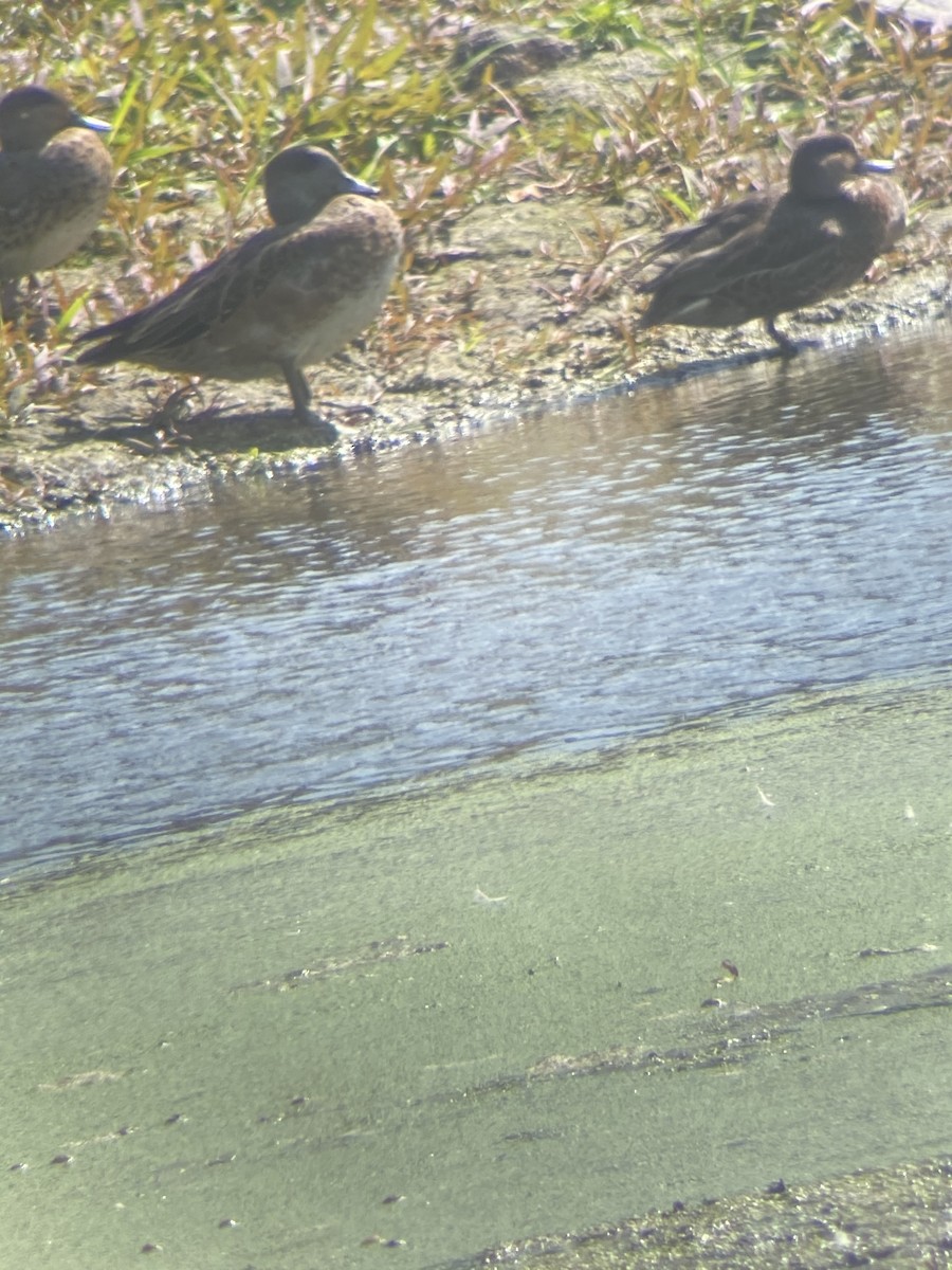 American Wigeon - ML262472501