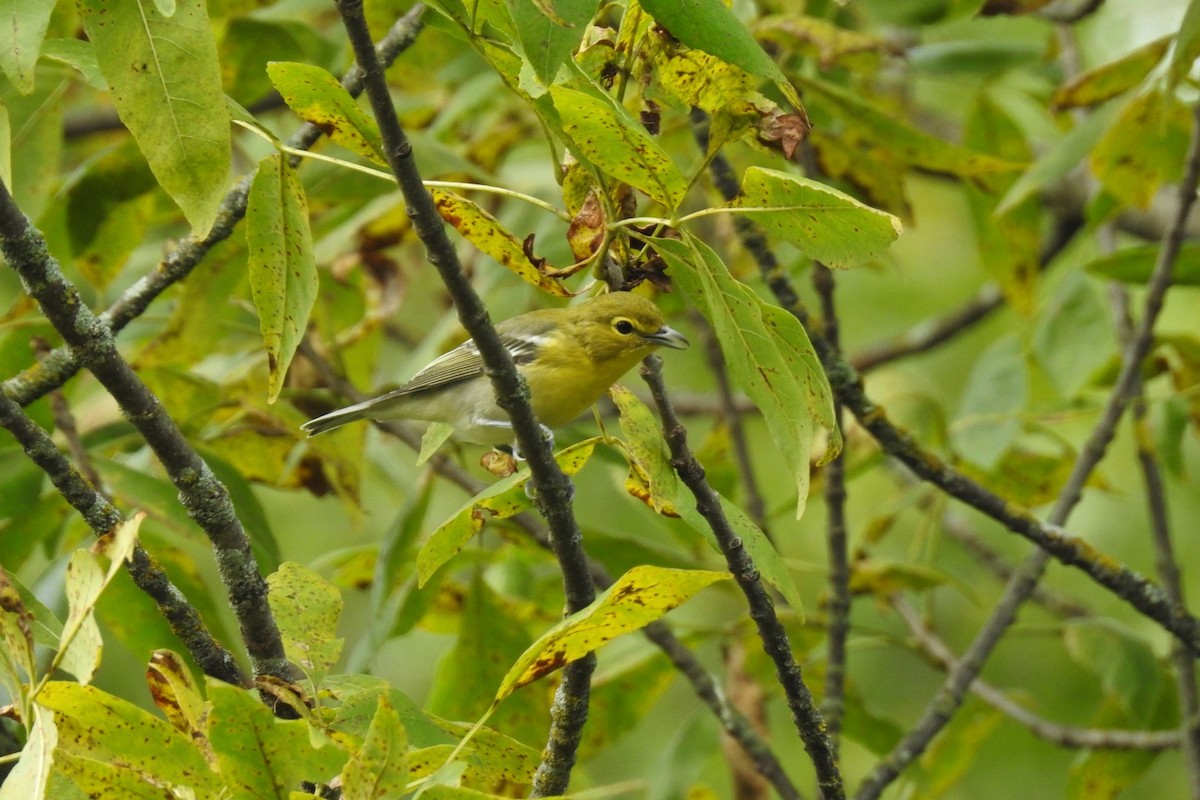 Viréo à gorge jaune - ML262473031