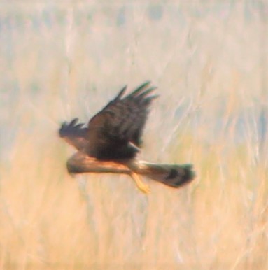 Northern Harrier - ML262473091