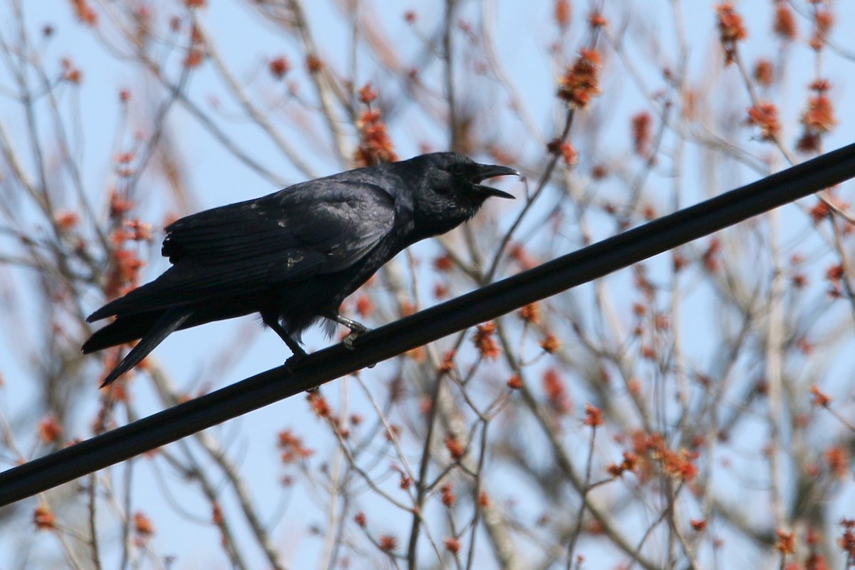 Fish Crow - ML26247661