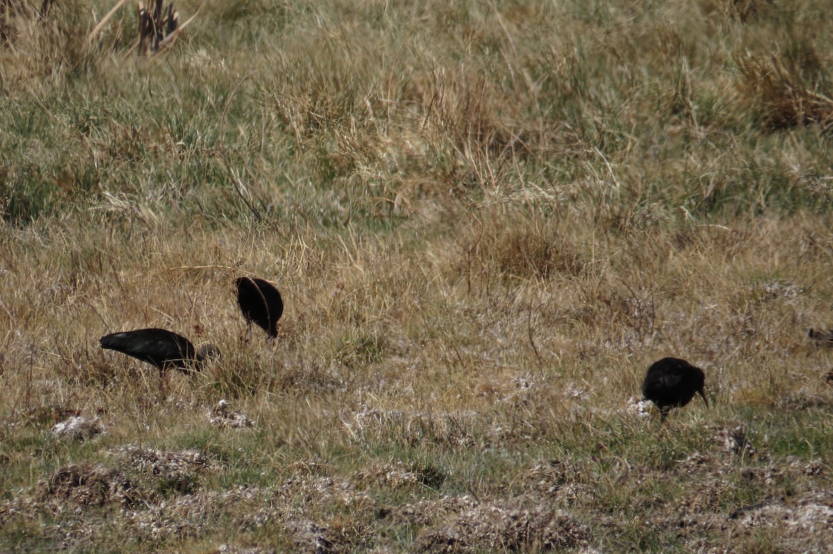 White-faced Ibis - ML262477021